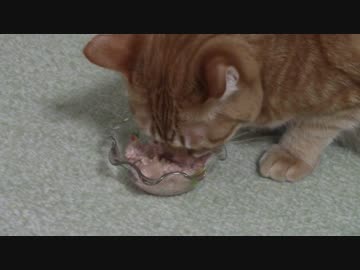 拾いねこ＠生後1309/1276日目　おやつを食すアコツキさん