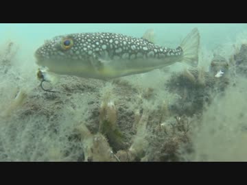 きまぐれ水中観察その7、新居海釣り公園3