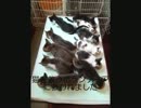 殺処分ゼロを目指して・・・ボランティアトリミング