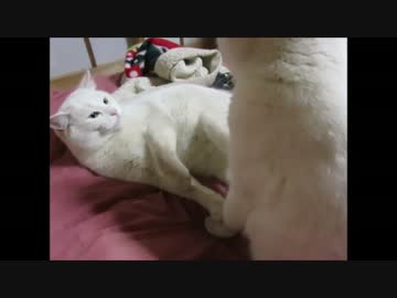 白ネコ２匹、熱烈キス…だったはずが？