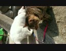 生後9ヵ月を迎えた仔猫達