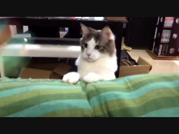 【モフモフ】餌だけ強奪されて終わった猫釣り
