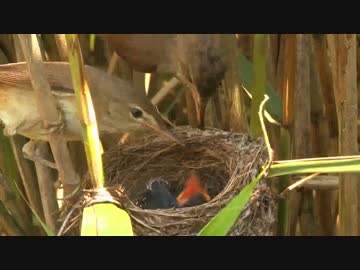 ホモと見るカッ↑コウ↓
