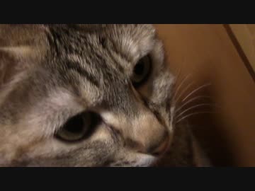 拾いねこ＠生後1310/1277日目　アコさーんつきさーん、愛してるわー。