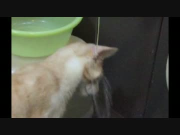 水に頭をぶっこむ猫