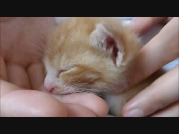 赤ちゃん猫のちゅぱちゅぱが止まらない・・・