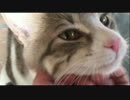 ひとりぼっちでさみしい猫，鳴く