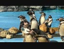 【沢山】　フンボルトペンギンさん達、増えてる？　【勢ぞろい】