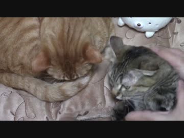 拾いねこ＠生後1311/1278日目　のんびり週末のアコツキ