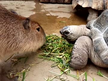 カピバラさんと亀仲良くエサたべてます。