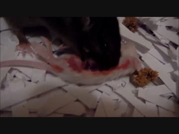 ホモと学ぶ　ネズミvsネズミ