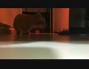 野良猫ちゃん達をヒーターで暖めてみた