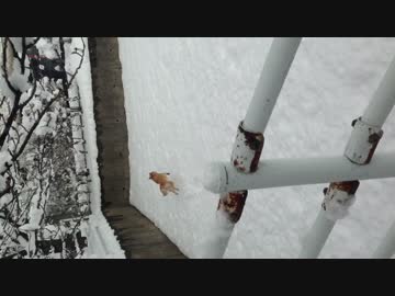 真冬に元気に駆け抜けすぎた柴犬