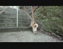 【ワンコ】柴犬のじょーとお散歩 〜川東神社〜