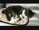 うちの猫の寝姿を撮影してみた（20160207）
