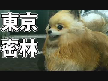 東京で弱肉強食トーキョージャングル実況プレイ【1】