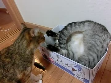 紳士的な爪とぎの譲り方
