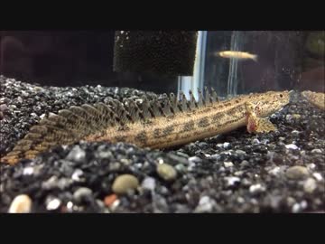 【ゆっくり解説】アクアリウムを始めよう!.04【ヌマエビ水槽】