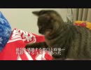 猫用福袋、開封の儀