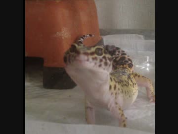 ヒョウモントカゲモドキのしっぽをふる！
