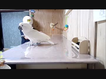 いたずらオウム：タイハクオウムとオモチャで遊ぶ