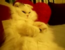 おやすみなさい|｡-ω-｡|zzz