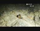ハシケン 「夕陽の海と江ノ島の隠れ神社」のち周辺散歩9/13