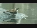 【鳥さんぽ】2月の京都御所、梅小路公園【ウグイス、ツグミなど】