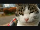 ひざの上のパンダ猫