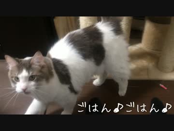 懇願のレベルが異常な猫のおねだり
