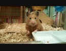ひとりぼっちは、寂しいもんな… 【第101回 キンクマハムスター ひま 】