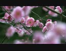 冬の京都(2016/2/7)