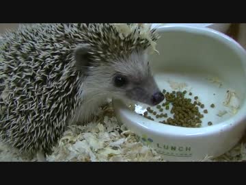 【ハリネズミ】凶暴生物（＞＜）/【ツンデレ】