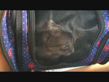 ワクチン接種