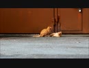 ねこのじゃれあい