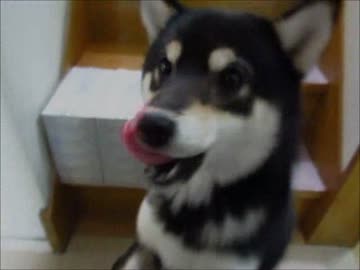 ただいま祭り（１６年２月９日）