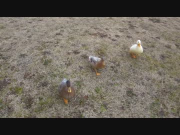 アヒルとお散歩