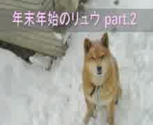 柴犬リュウの年末年始part.2