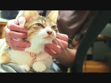 お兄ちゃんにくっついていたい猫