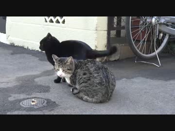 【新ジャンル】金玉守護系ブラコンヤンデレ黒髪猫耳妹