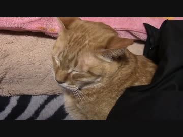 拾いねこ＠生後1314/1281日目　おじいちゃん顔が甚だしいアコさん