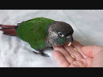 ウロコインコ：チビハル【好物・オーツ麦】