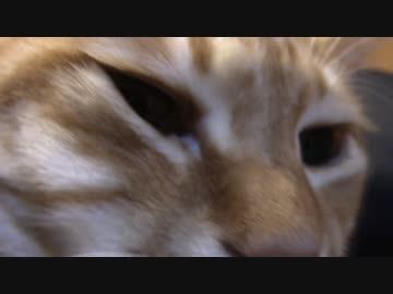 拾いねこ＠生後1315/1282日目　寝起きのアコツキ