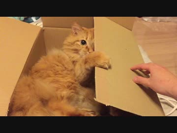 毛玉がダンボールで遊ぶ