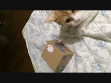 貯金箱の猫を許さない猫