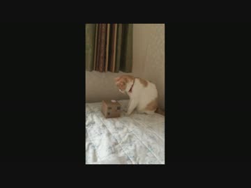 自分で貯金箱を開ける猫