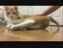 ガン見する猫