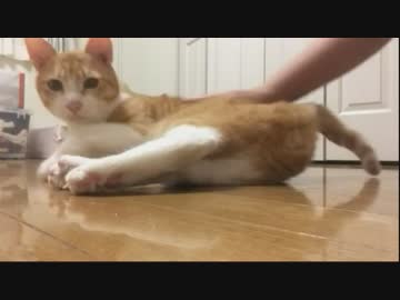 ガン見する猫