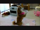パソコンの子猫の鳴き声に戸惑う柴犬