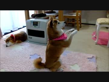 パソコンの子猫の鳴き声に戸惑う柴犬
